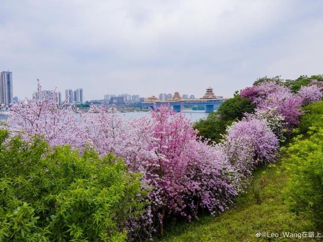 满城紫荆,惊奇柳州#初夏,适合看紫荆花的季节.