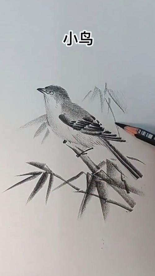 铅笔画小鸟,简单有趣的画法!作者:小树爱画画