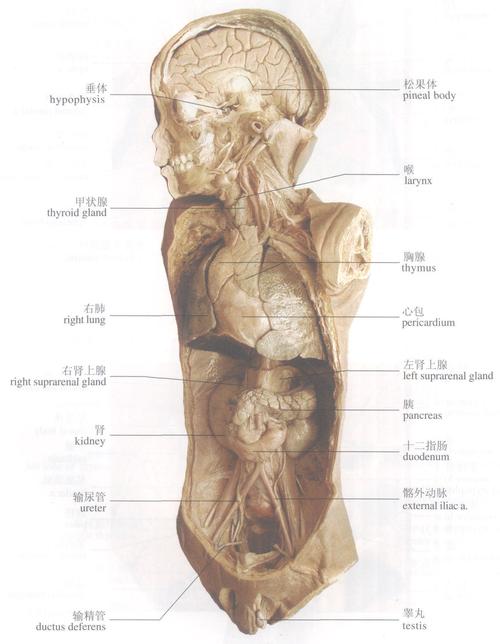 内分泌器官(原位)-人体系统解剖学实物-医学
