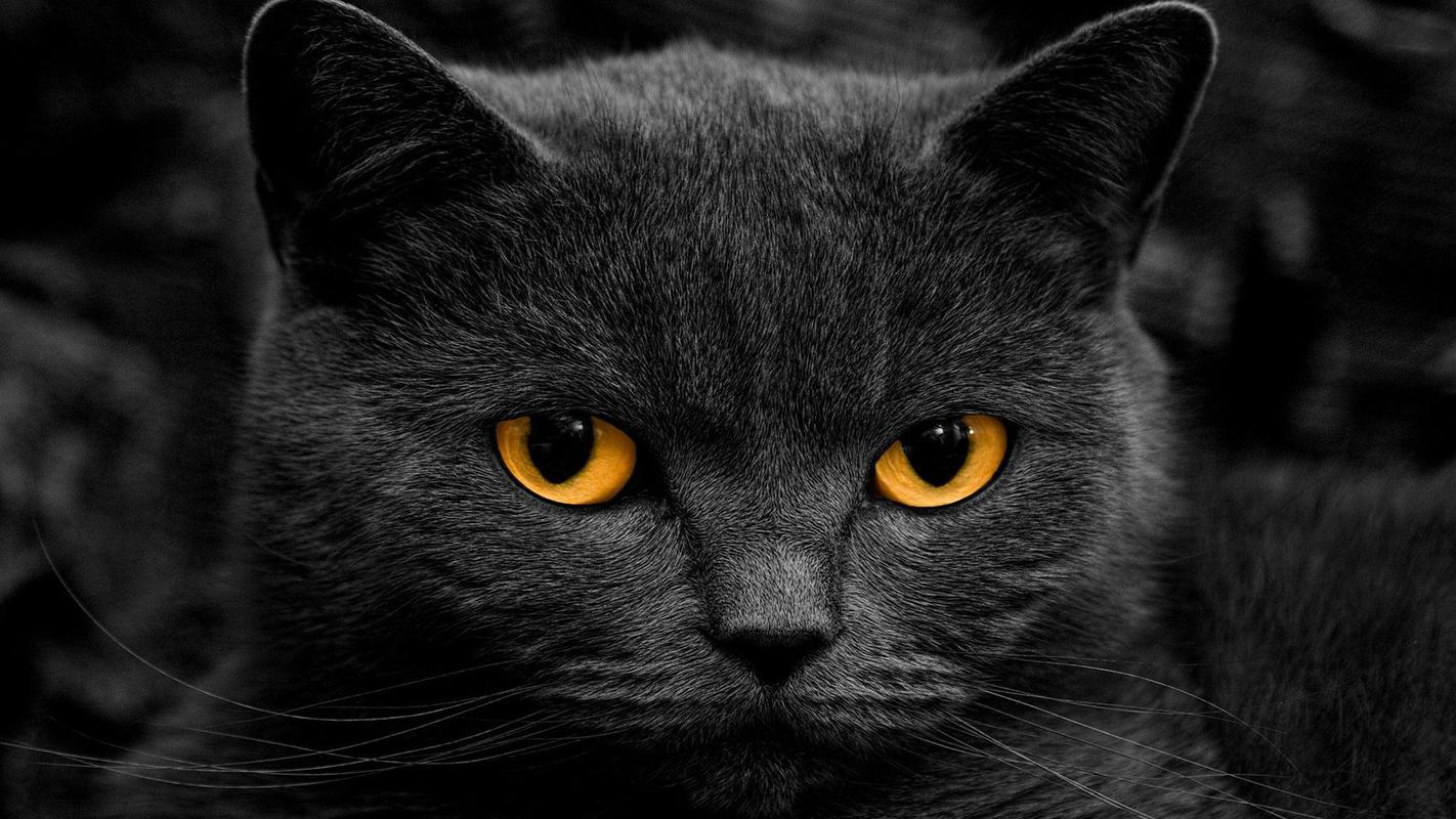 纯黑猫咪高清桌面壁纸高清大图预览1920x1080_动物壁纸下载_美桌网