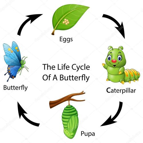 名称:一只蝴蝶的生命周期
