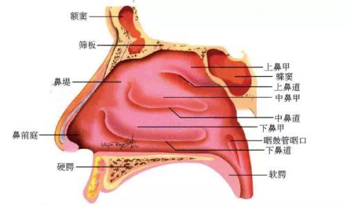 人类鼻腔黏膜前起鼻前庭内向鼻腔延伸,广泛分布于鼻腔各个侧壁,并与