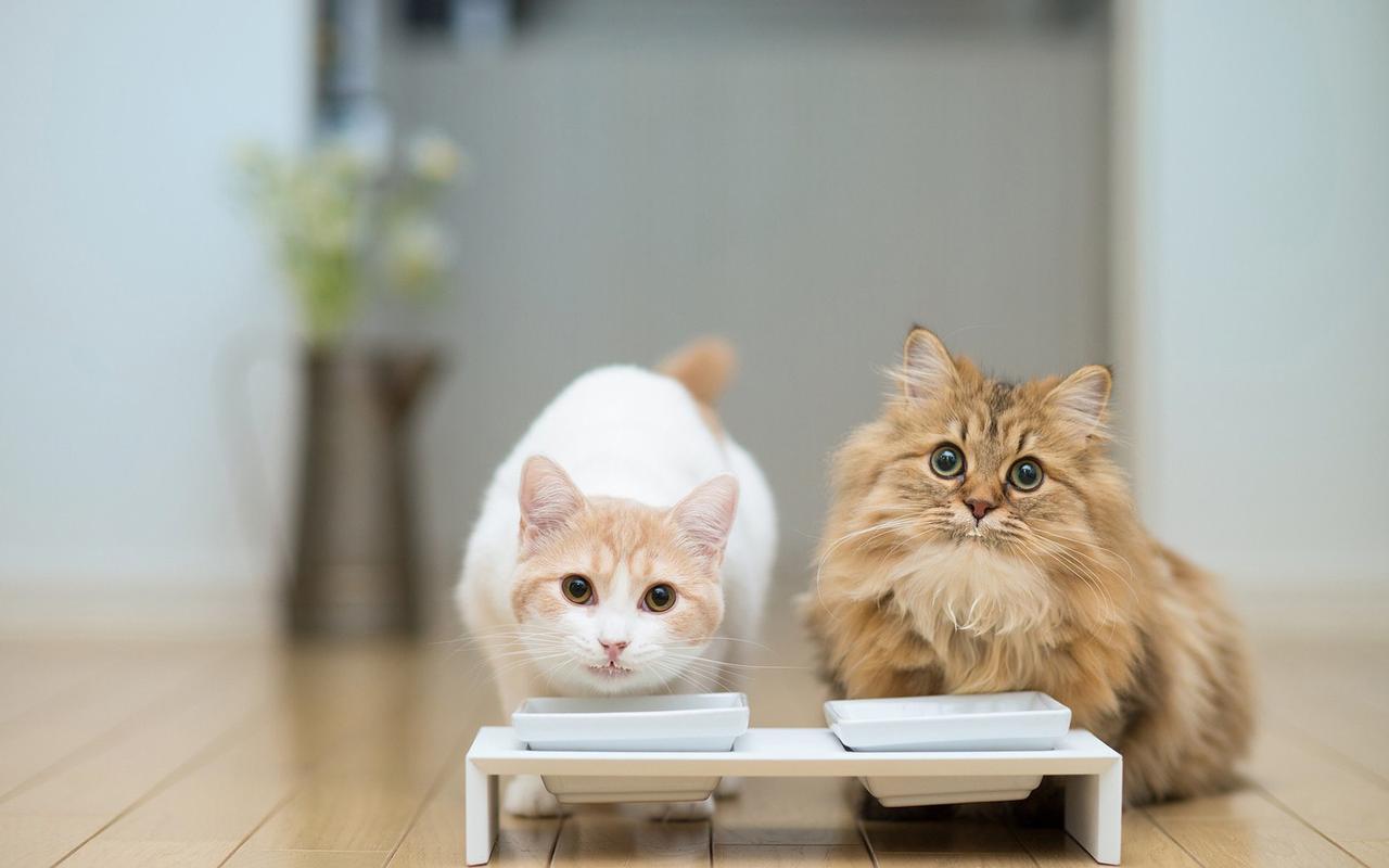 治愈系可爱猫咪唯美高清桌面壁纸-动物壁纸-手机壁纸下载-美桌网