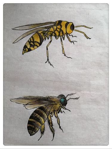 杨秀华国画网络课第十一节《蜜蜂的画法》 写美篇杨秀华 中国工笔画