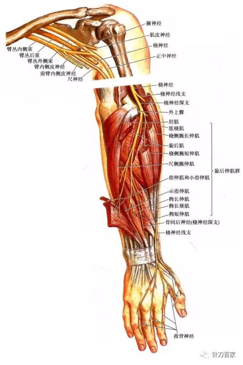 经肱桡肌腱深面,绕至前臂背侧,在腕部分为四条指背神经,分布于桡侧两