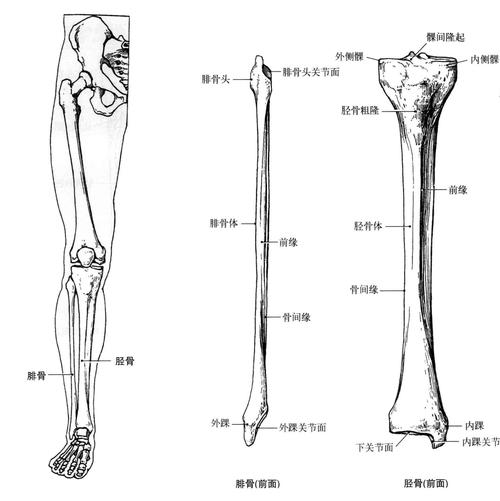 解剖学笔记下肢关节骨