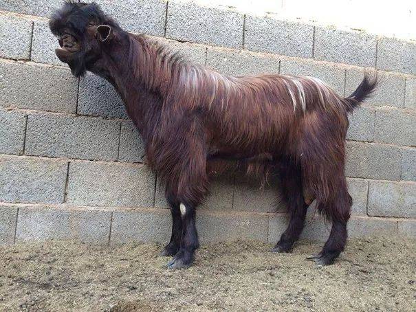 大马士革山羊,世界上最丑的山羊.