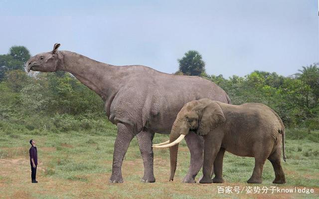 今天的犀牛,最高可达2米,最重约3吨,是当今世界最巨大的奇蹄目动物