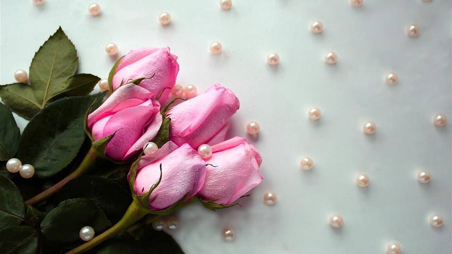 粉红玫瑰,水滴,珠子 iphone 壁纸