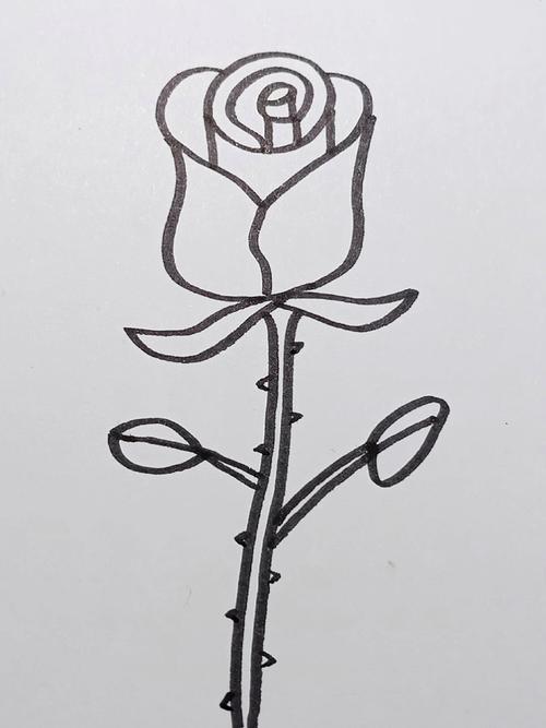 玫瑰花的简单画法,一看就会