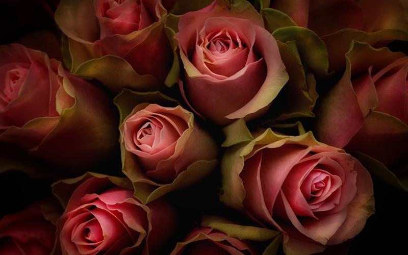 壁纸 粉红色的玫瑰,鲜花,花束,阴影