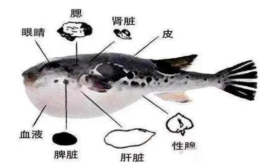 主要分布于内脏,卵巢,血液,鱼皮,鱼头等部位,食用野生河豚很容易因