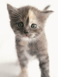 动态猫咪超可爱: 15693411_40.gif