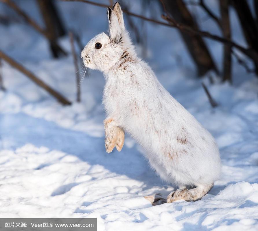 雪兔,雪,白色,野兔,渥太华
