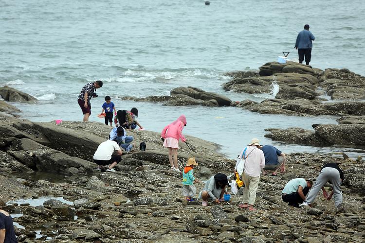 在山海天旅游度假区的任家台海洋公园,游客趁着落潮,纷纷前来赶海拾贝