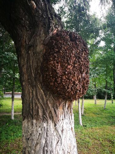 树上有巨大的蜂巢,没见密蜂进出,想必是已被它们遗弃的巢.