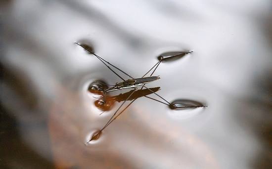 绝对不是水蚊子那种虫子没有腿.身体灰色.看不清楚脑袋身体扁的