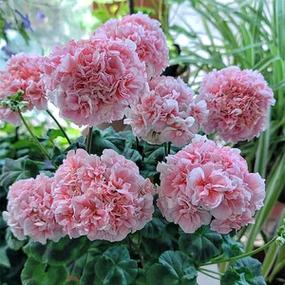 重瓣直立天竺葵花苗四季开花日本碗夏日玫瑰盆栽花卉庭院阳台植物