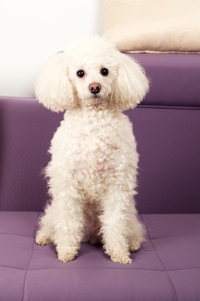 卷毛狗,白色玩具贵宾犬坐在沙发上