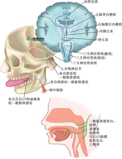 舌咽神经
