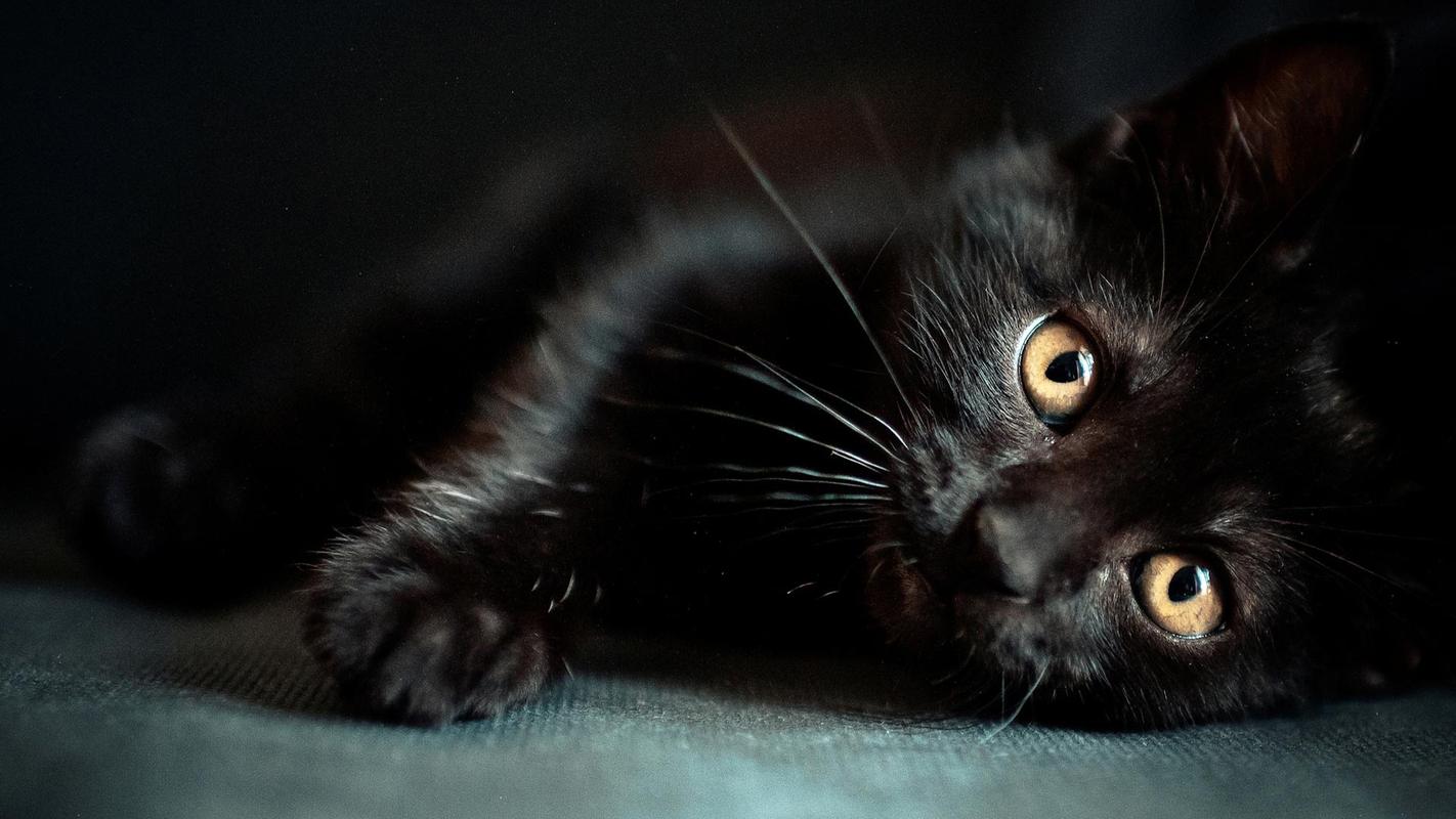 纯黑猫咪高清桌面壁纸