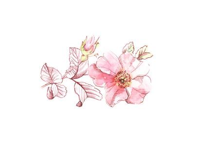 植物手绘插图.白色大花瓣,用于化妆品,婚礼,贺卡照片