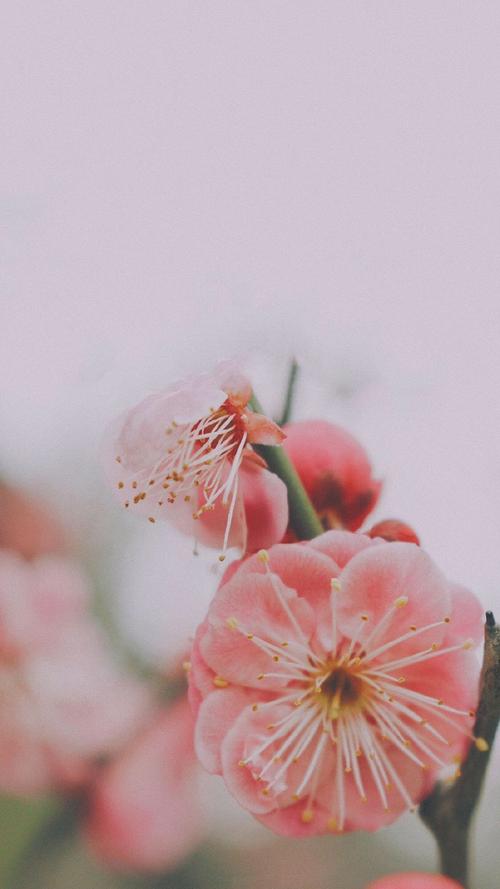 鲜花,唯美意境,桃花,鲜花,花朵,唯美,清新,手机壁纸唯美烂漫桃花