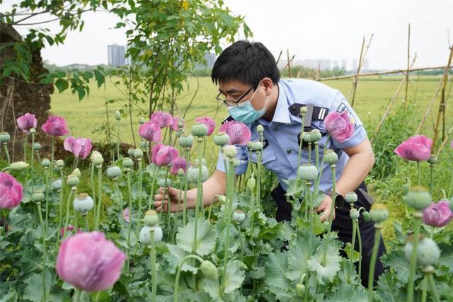 杭州警方紧急提醒|毒品|拘留|罂粟|植物_网易订阅