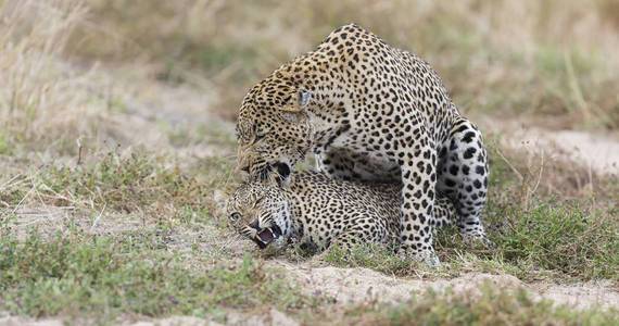 猫牙齿咬家具雄性豹在自然交配时咬雌性照片
