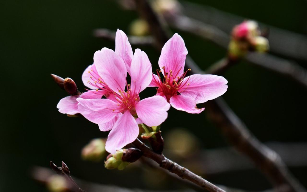 粉色绯樱唯美花卉高清桌面壁纸高清大图预览1920×1200_植物壁纸下载_