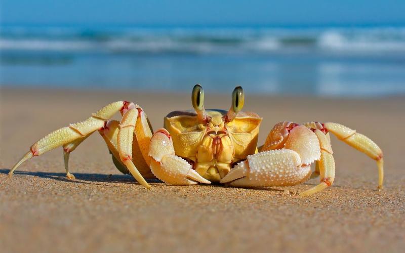 自然动物螃蟹学名ocypode鬼蟹crustaceans幽默crabsanimalsnature