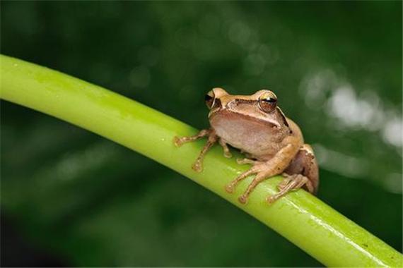 斑腿泛树蛙介绍属于两栖动物不带毒性没有危险