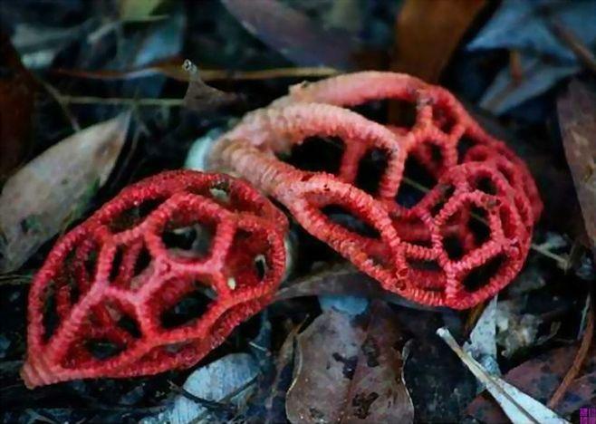 红笼头菌蘑菇 这种蘑菇颇似科幻电影中的外星生物,外型多变. #蘑菇
