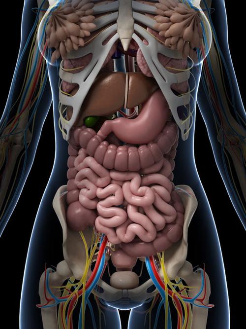 人体内脏结构超清晰剖视图
