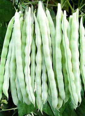 5限时月销 78九月青种子东北油豆角新品种将军豆红绿小油豆芸豆蔬菜籽