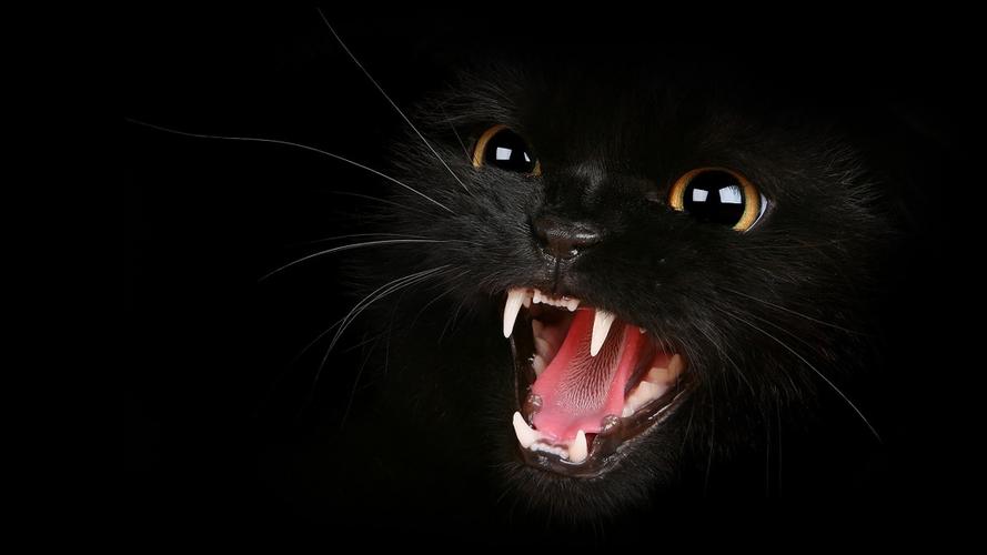神秘高冷的黑色猫猫图片桌面壁纸_动物壁纸_壁纸下载_美桌网