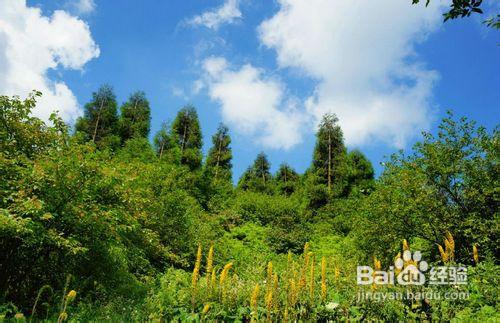 重庆周边旅游—金佛山,古佛洞,生态石林一日游