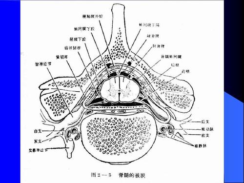 脊髓1:外形及灰质核团-神经解剖学讲稿ppt
