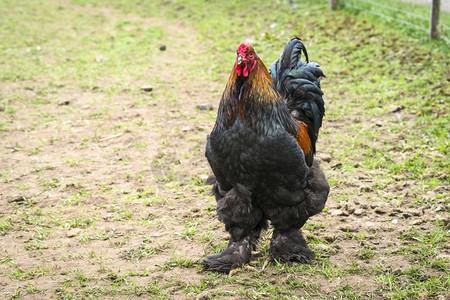 一只脚毛茸茸的大公鸡在乡村的农家院子里走来走去