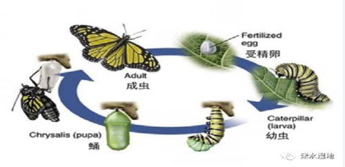 并了解了蝴蝶的发育过程:会经过四个阶段:受精卵,幼虫,蛹,成虫