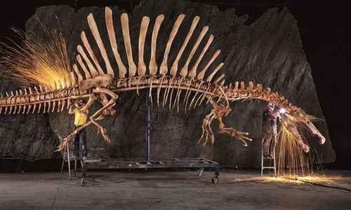 摩洛哥的化石给古生物学家组成的国际团队的机会,填补了他们对棘龙
