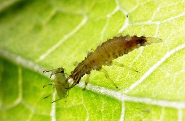 蚜虫属于什么类动物蚜虫是益虫还是害虫
