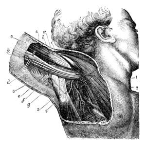 区域的腋下,复古雕刻肌肉男性躯干附近了,胸部和腋下腋下脱毛孤立在