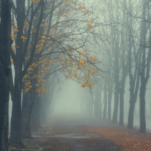 大雾笼罩的道路图片