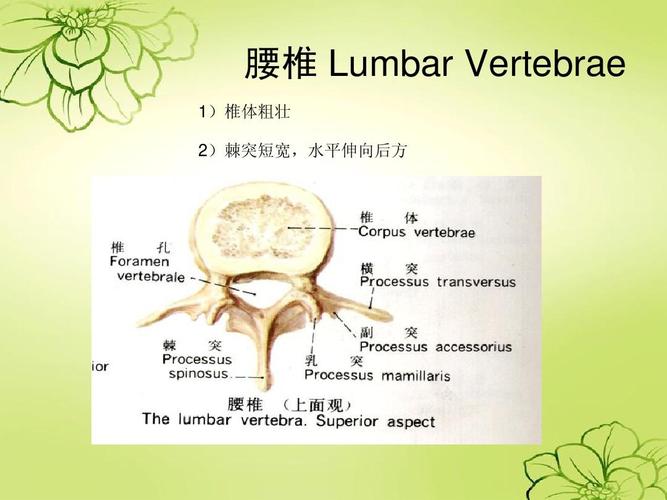 腰椎 lumbar vertebrae 1)椎体粗壮 2)棘突短宽,水平伸向后方