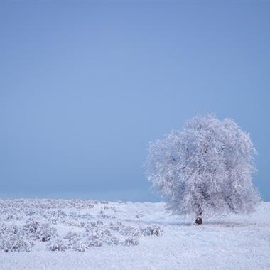 寒冬雪景微信头像图片 眼见之处都是晃眼的洁白