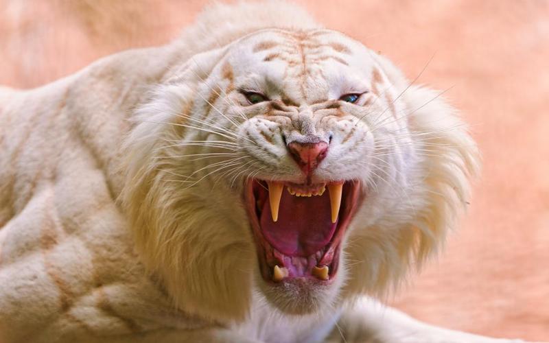 咆哮的白色老虎1600x1200分辨率下载,咆哮的白色老虎,图片,壁纸,动物