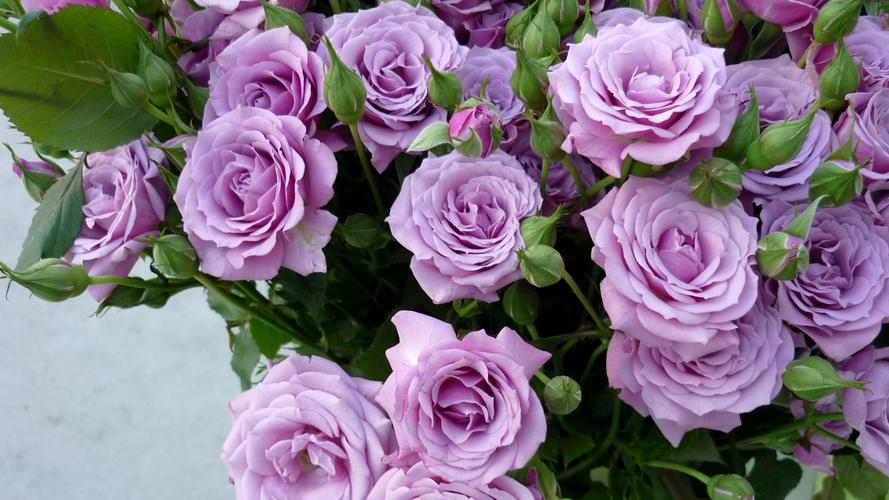 紫色玫瑰,花束,紫色玫瑰花电脑壁纸高清大图预览1920x1080_花卉壁纸