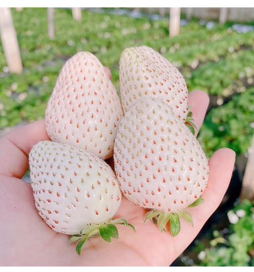 zxc新鲜白草莓淡雪公主当季水果新鲜水果白雪公主奶油草莓600g淡雪