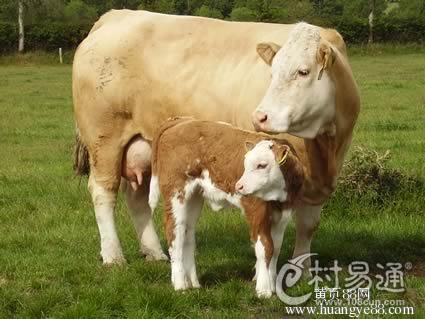在牛怀孕阶段应特别注意以下几个方面